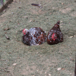 Big Bird+Henny-Penny (Meet Our Chickens: Part 2)