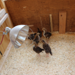 Chicks-Pic2 (Meet Our Chickens: Part 2)