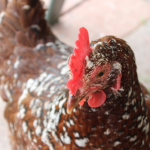 Henny-Penny (Meet Our Chickens: Part 2)